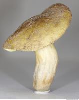 Photo Texture of Mushroom 0007